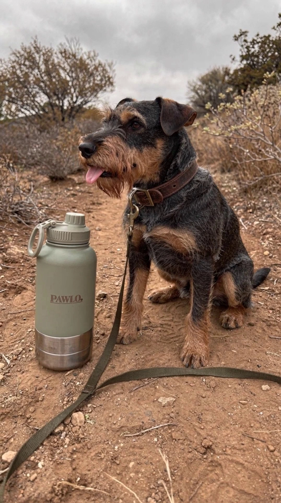 A terrier resting beside a sage PAWLO bottle on a woodland trail